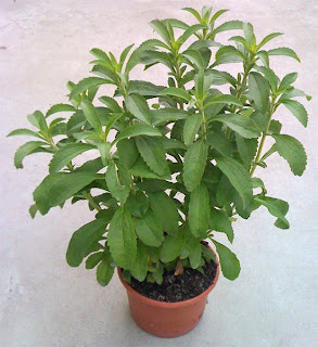 cultivo stevia rebaudiana