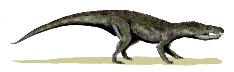 baurusuchus salgadoensis