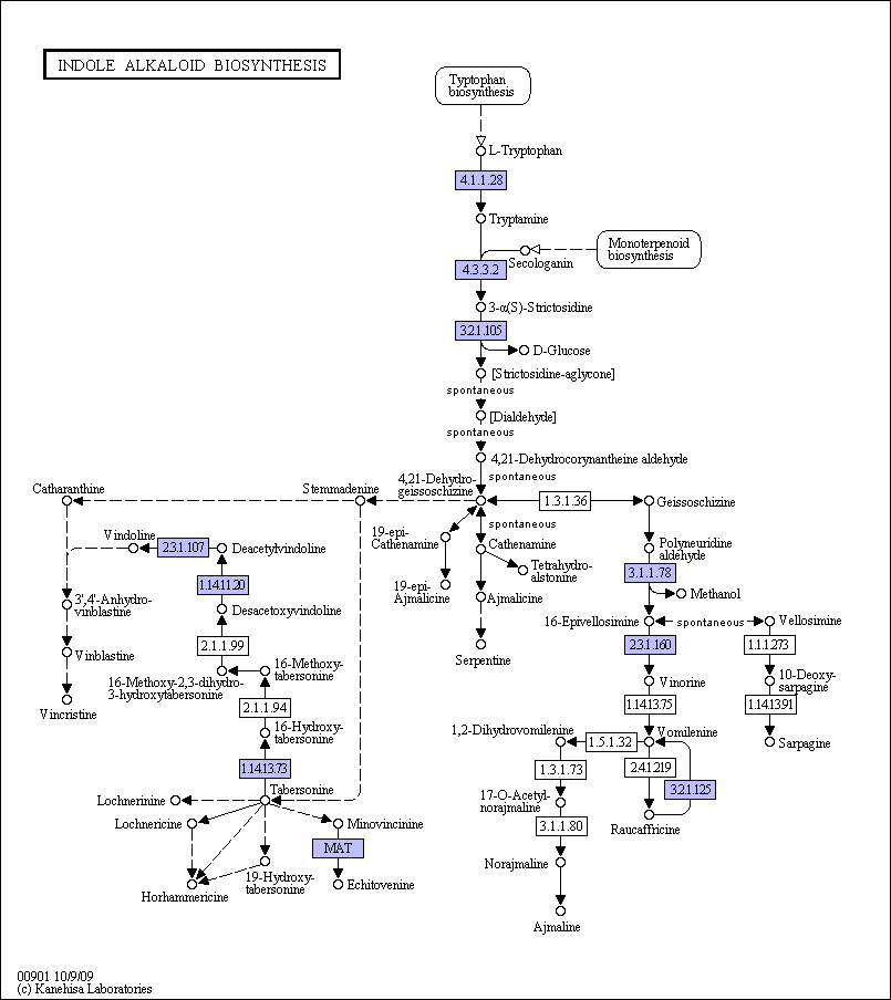biosintesis alkaloid