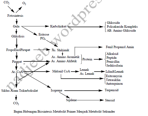 biosintesis alkaloid