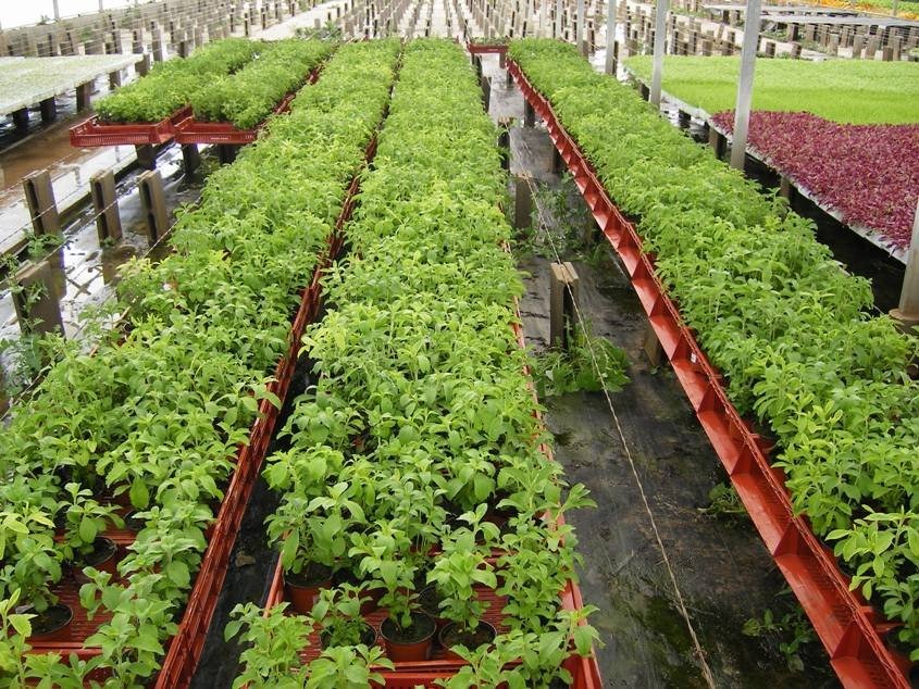 cultivo stevia rebaudiana