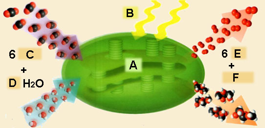 anabolismo autotrofo