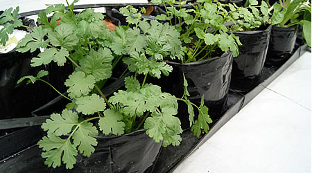 cilantro hidroponico