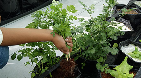 cilantro hidroponico