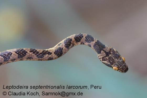 leptodeira septentrionalis
