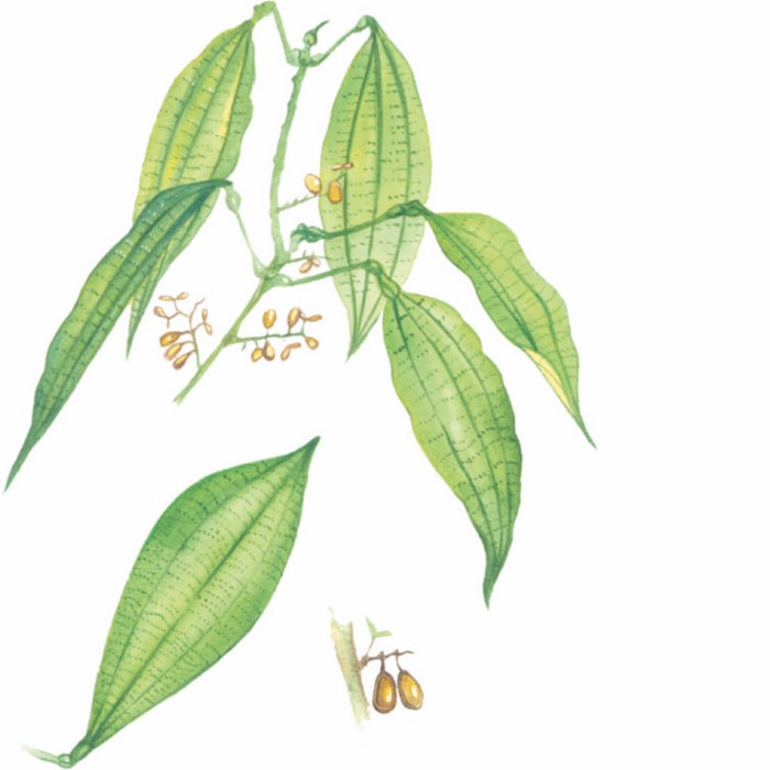 abuta grandifolia