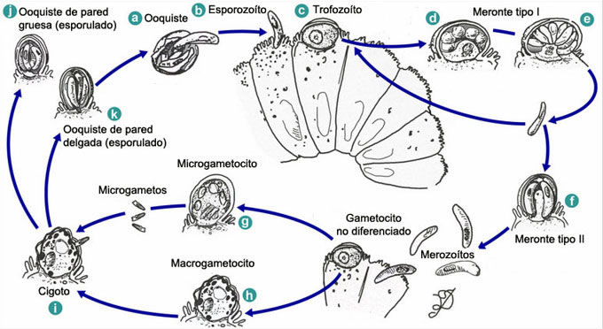 cryptosporidium parvum ciclo de vida