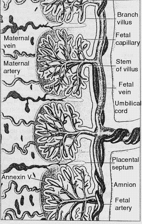 antifosfolipidos y embarazo