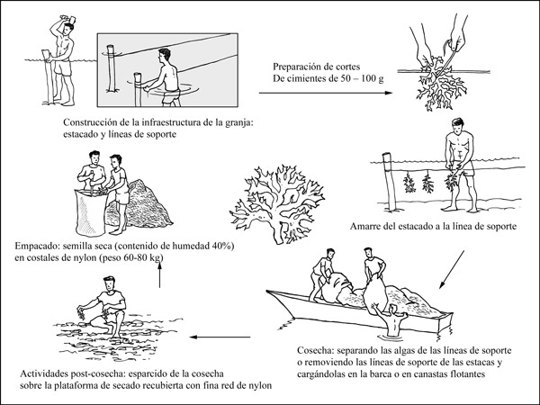 extraccion carragenina