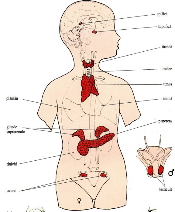 glandele endocrine