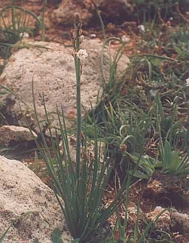 asphodelus tenuifolius