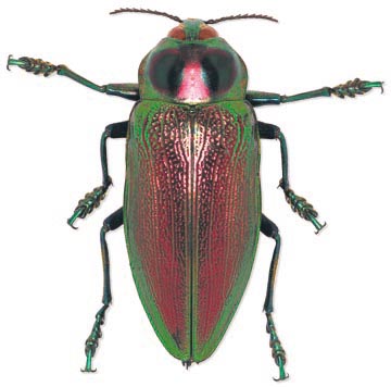 euchroma gigantea