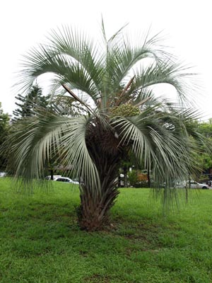 butia odorata