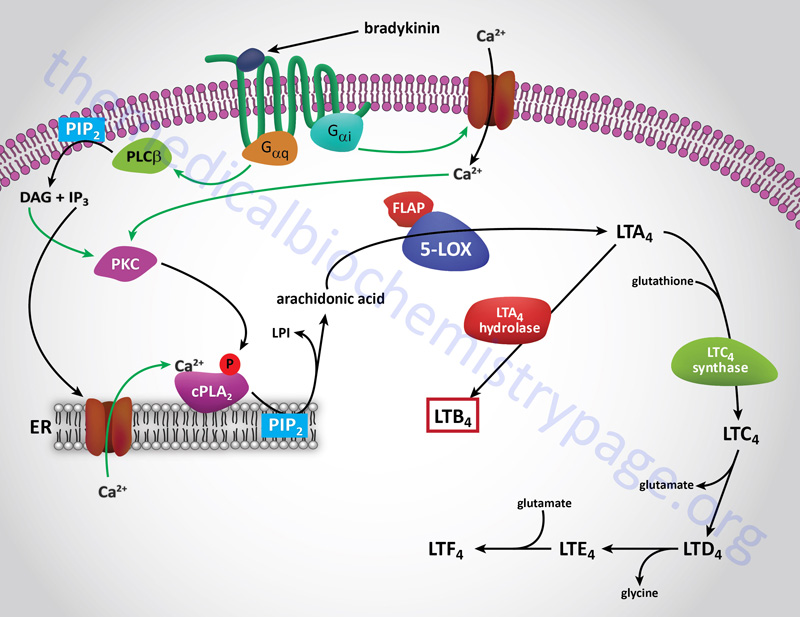 eicosanoides inflamacion