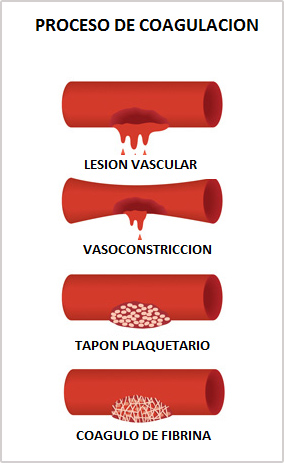 coagulacion sanguinea