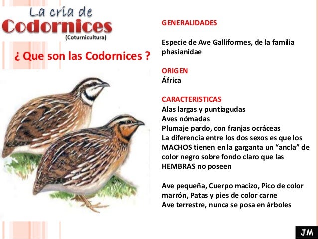 coturnicultura en colombia