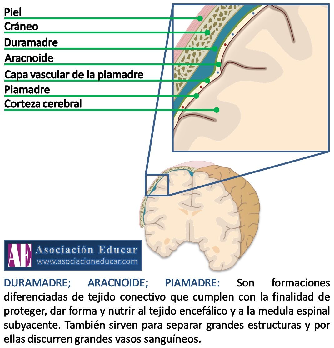 duramadre piamadre y aracnoides