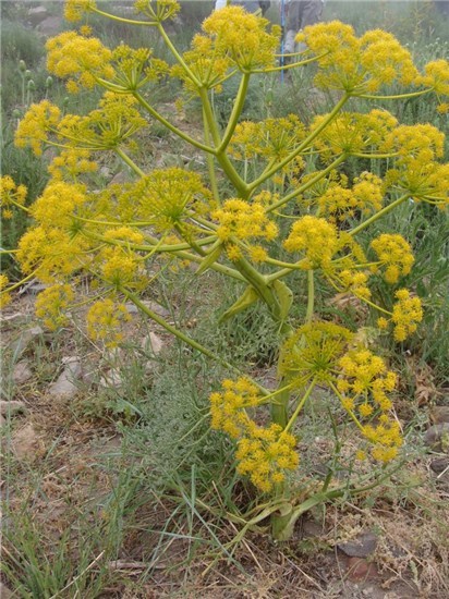 ferula gummosa