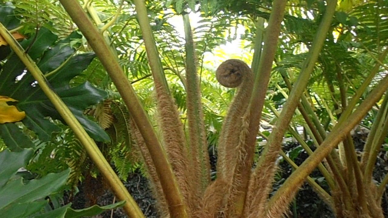 helecho arborio