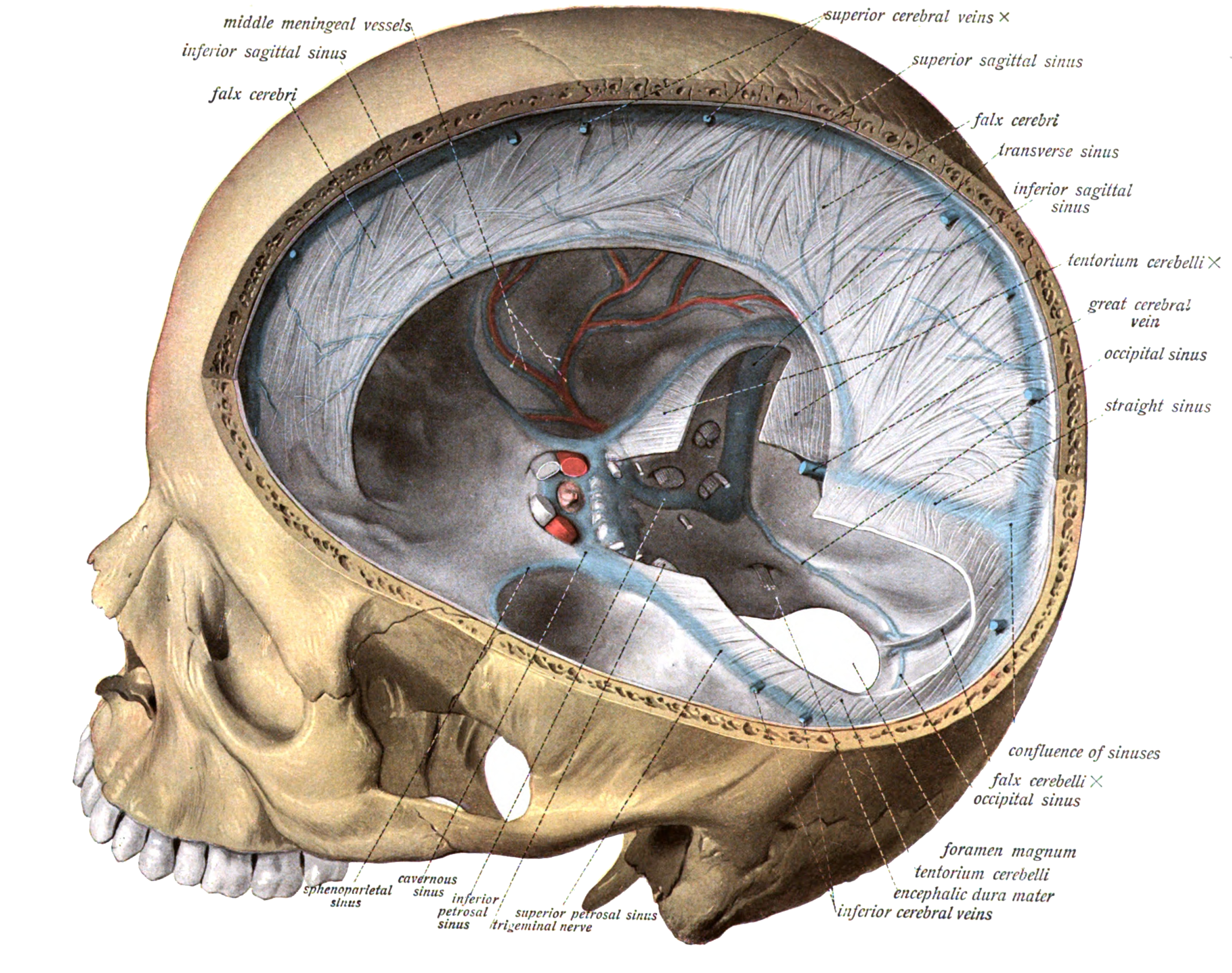dural headache and innervation of the dura mater