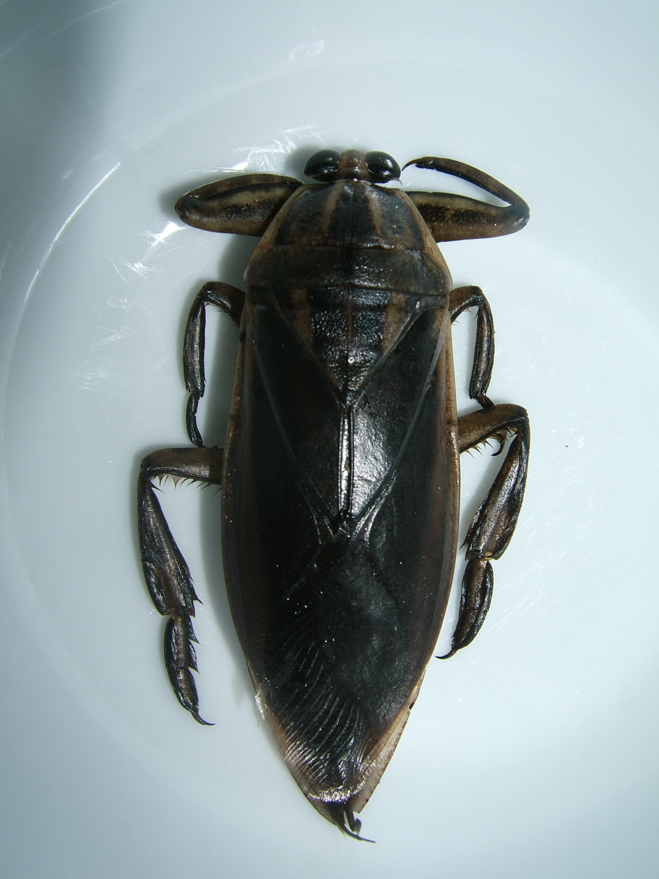 lethocerus indicus