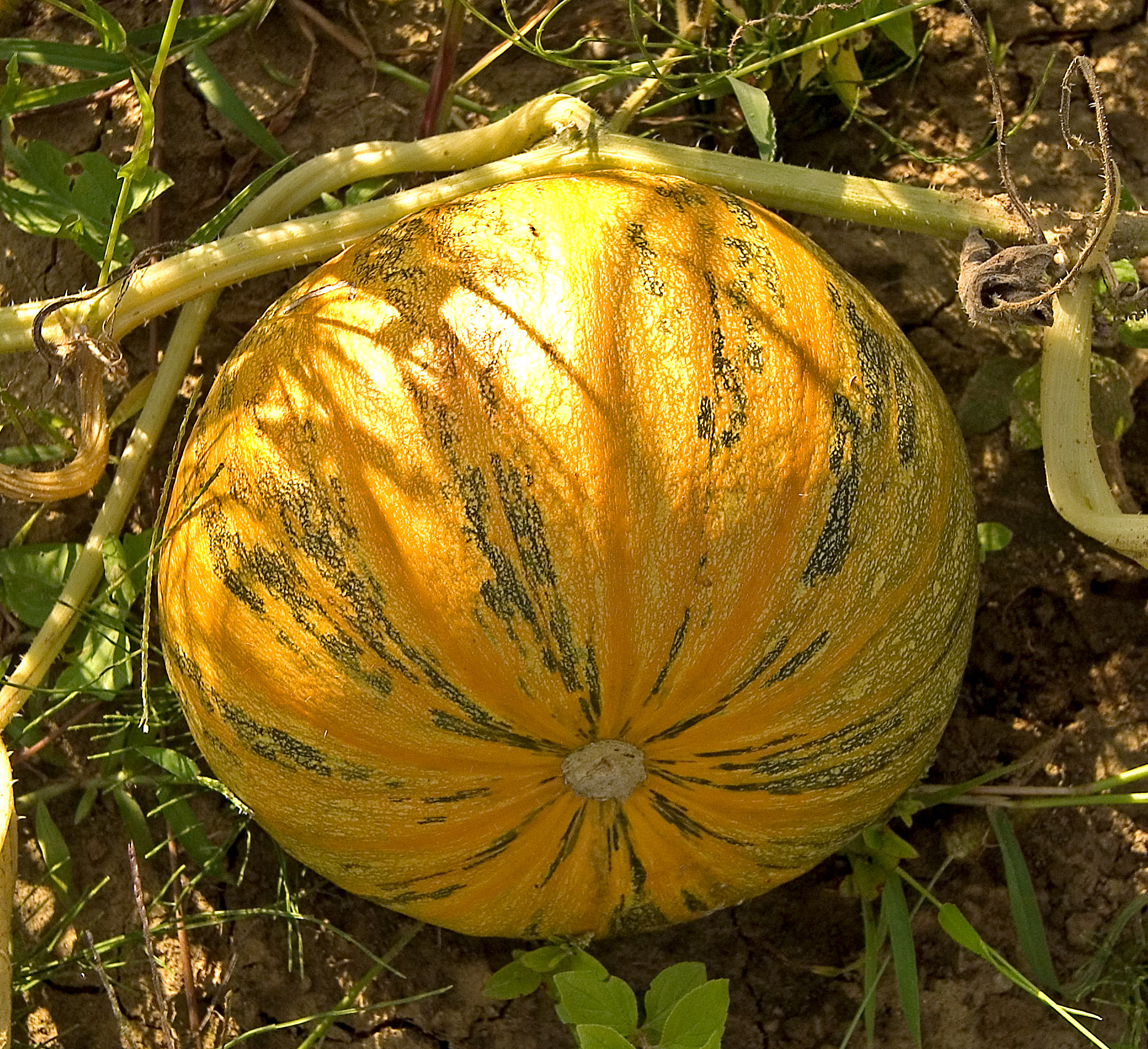 calabaza cucurbita pepo