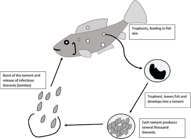 ichthyophthirius multifiliis