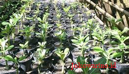 budidaya tanaman adenium