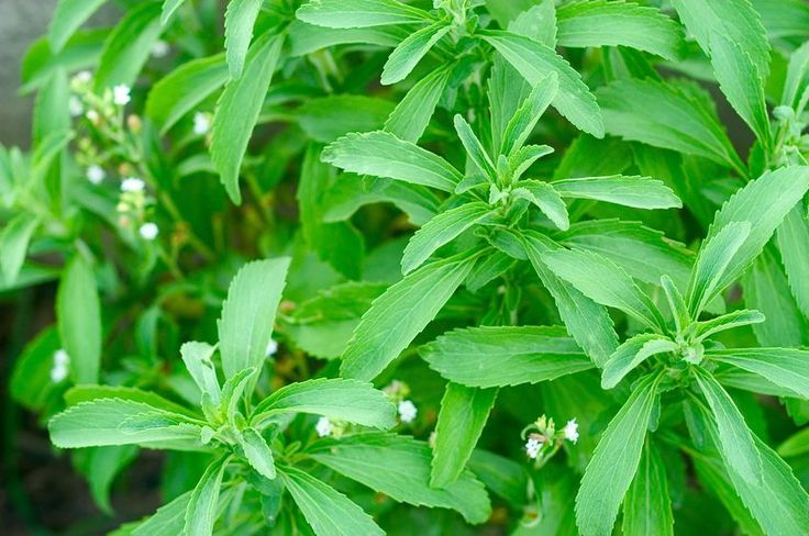 cultivo stevia rebaudiana