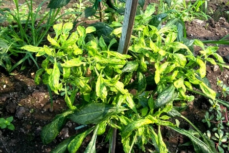 geminivirus pada cabai