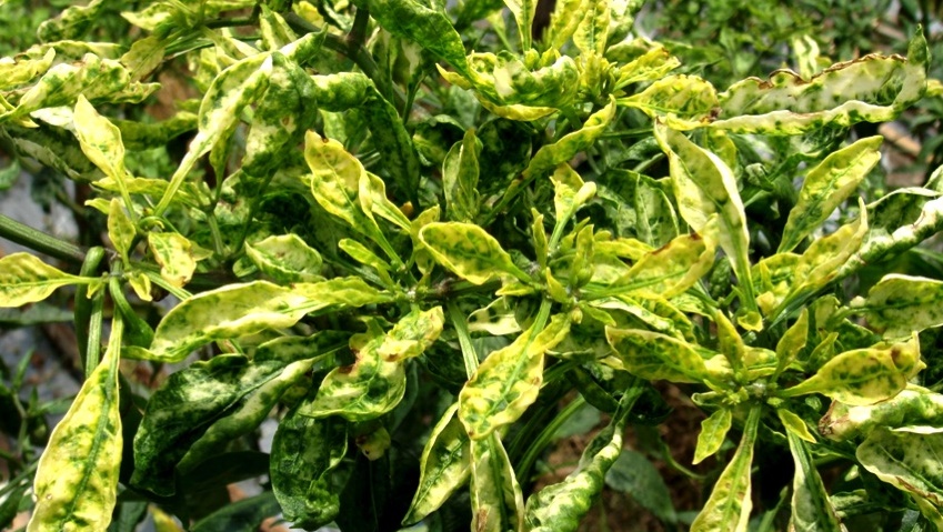 geminivirus pada cabai