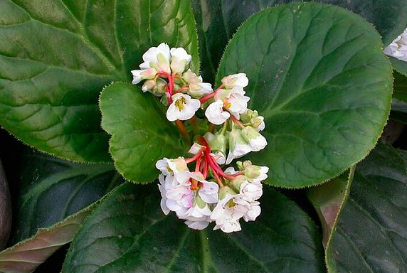 bergenia ciliata